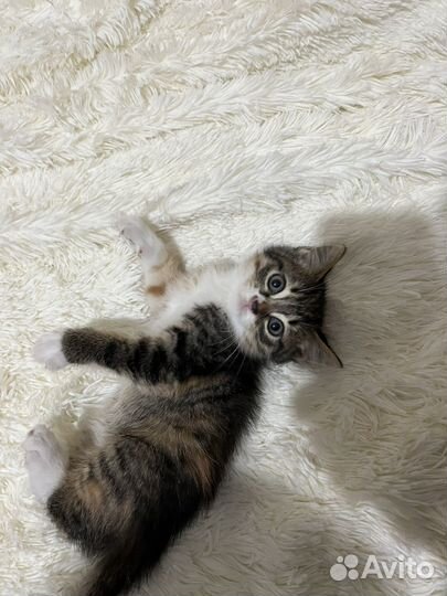 Кошка в добрые руки