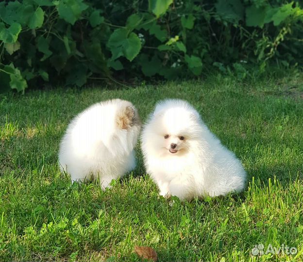 Шпиц мишка белый мальчик