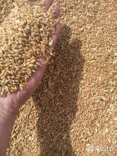 Пшеница,Просо красное,Подсолнечник,Маркс,Энгельс,С