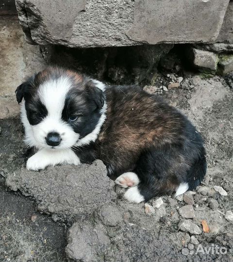 Собаки бесплатно в добрые руки щенки