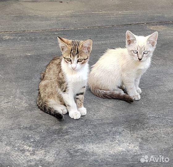 Отдам в добрые руки котенка
