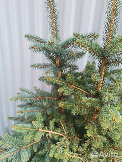 Ель голубая карликовая