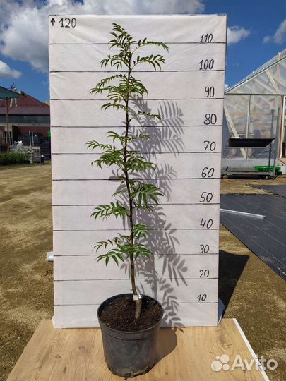 Рябина декоративная