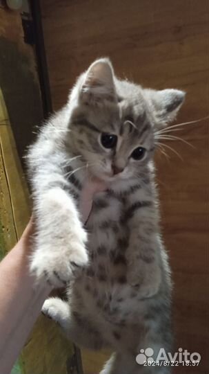 Котята