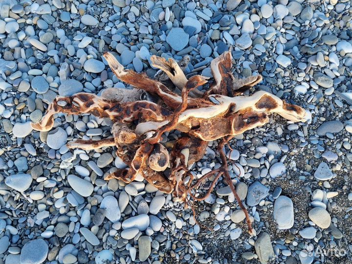 Дрифт вуд много