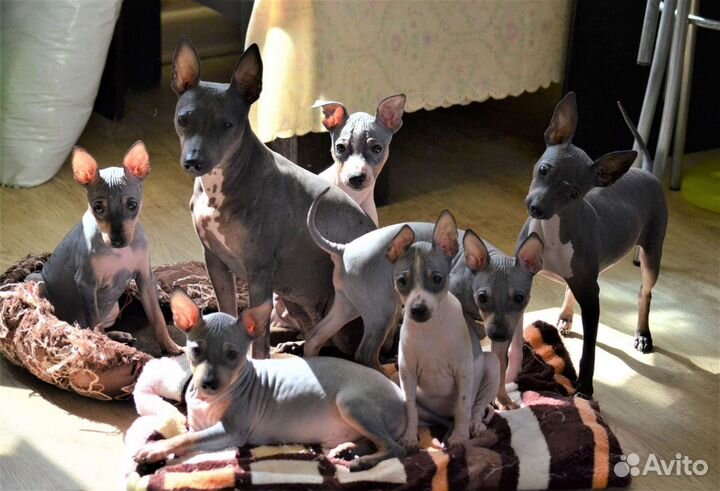 Брюнеточка- американский голый терьер