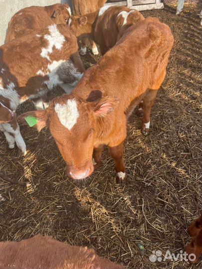 Телята бычки доставка
