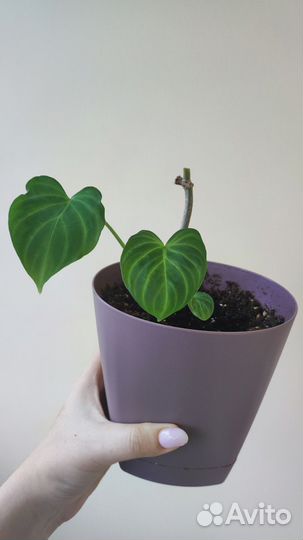 Филодендрон бородавчатый