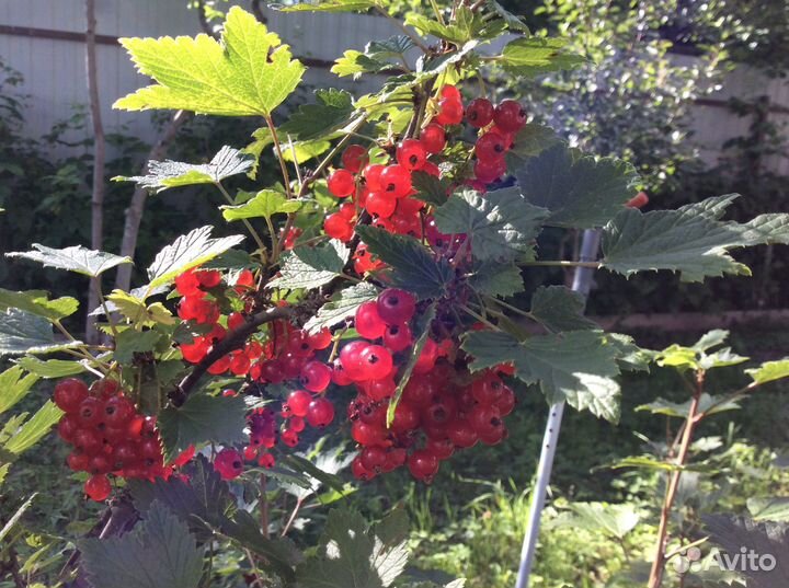 Смородина чёрная и красная