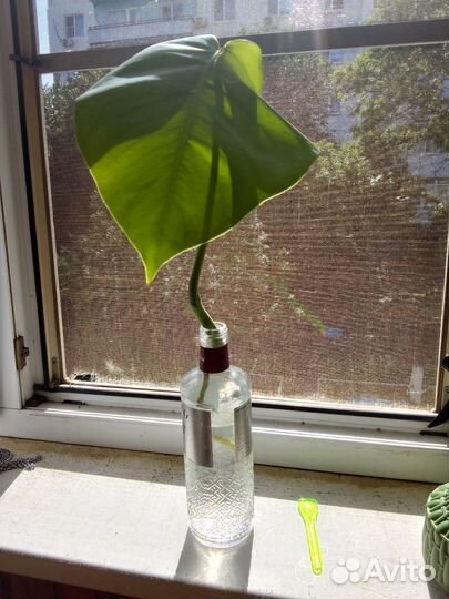 Монстера черенок