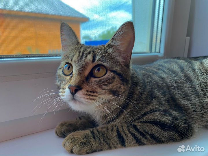 Полосатая котодевочка