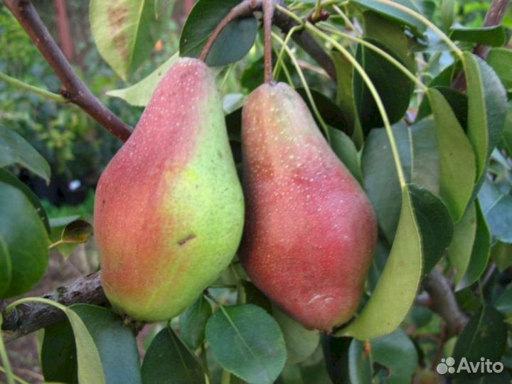 Саженцы груши Осенняя Яковлева