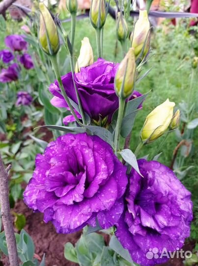 Эустома рассада