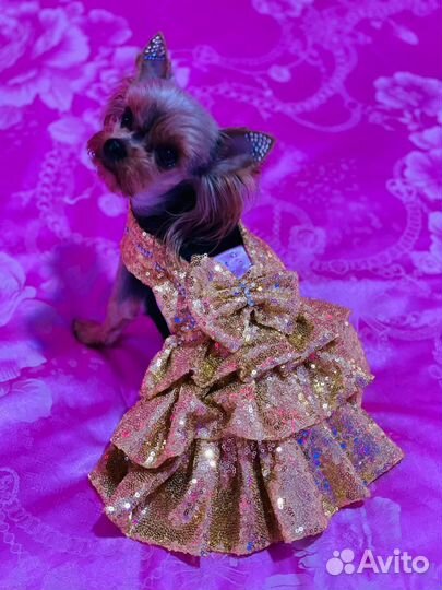 Одежда для маленьких собак