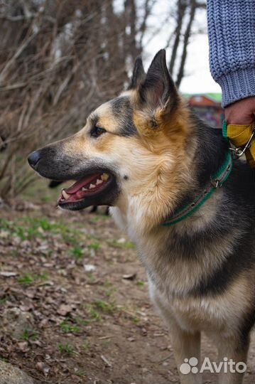 Услуги выгул собак