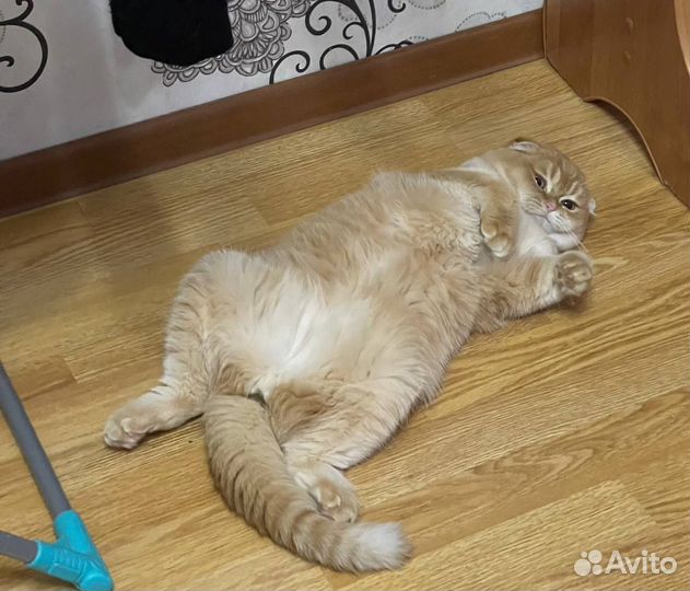 Скоттиш фолд