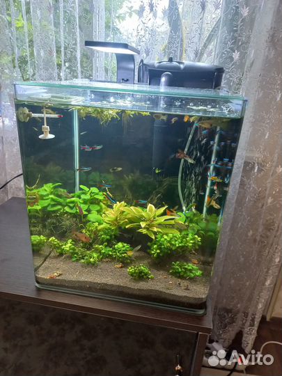 Аквариум кубики 20-64л juwel 54л Сомики пигмей