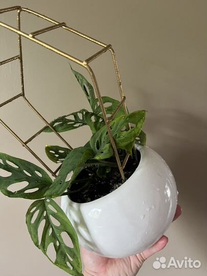 Монстера мини