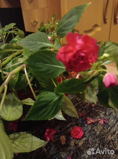 Саженцы и рассада