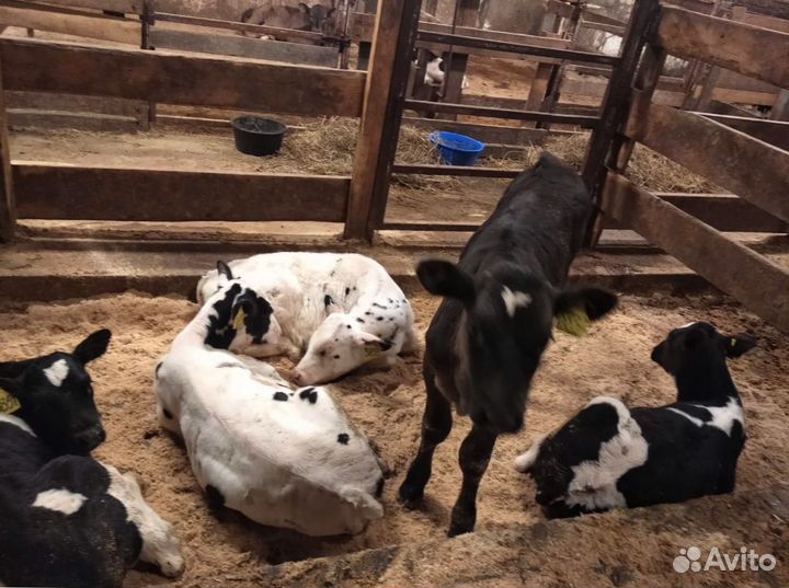 Телята бычки тёлки/ Доставка бесплатно