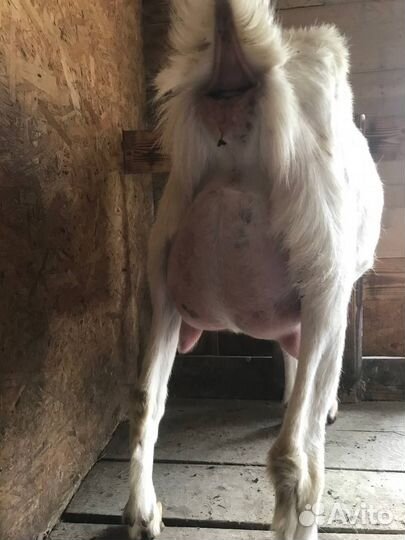 Козы дойные