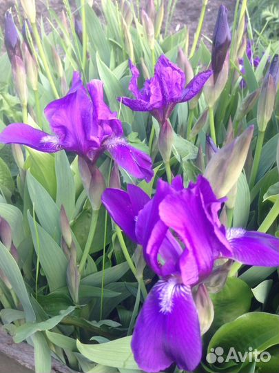 Ирис бородатый синий