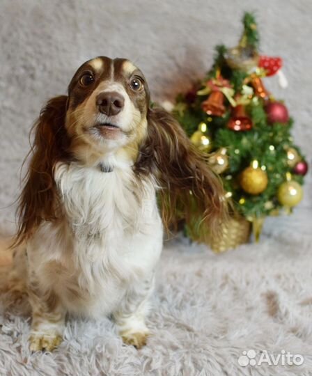 Такса кроличья длинношерстная пайболд вязка