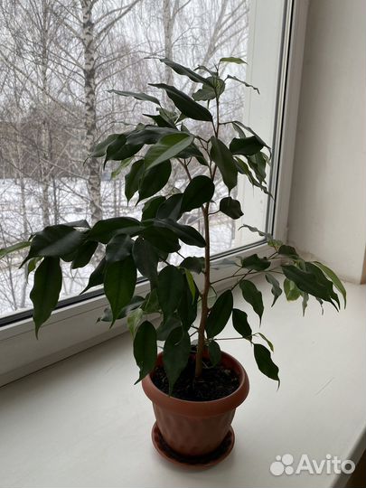 Фикус бенджамина