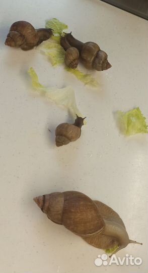 Улитки ахатины