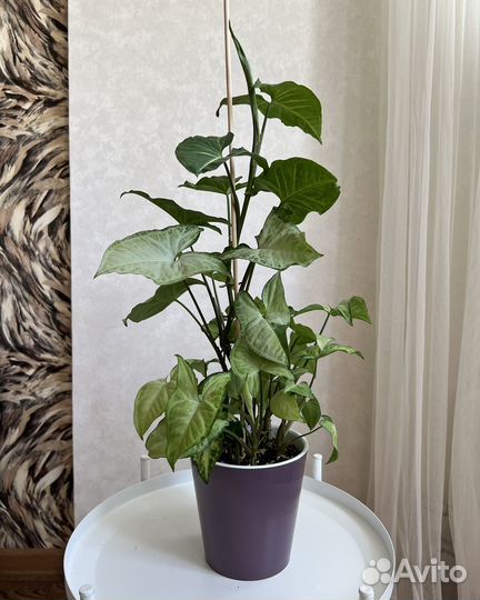 Сингониумы (часть 1)