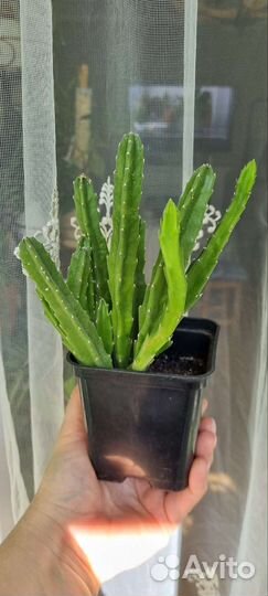 Кактусы и суккуленты