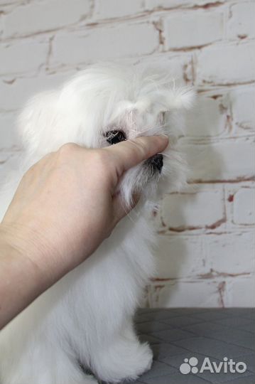 Мальтезе девочка стандарт, мальтийская болонка