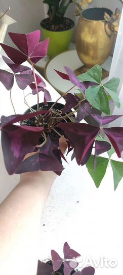 Кислица оксалис