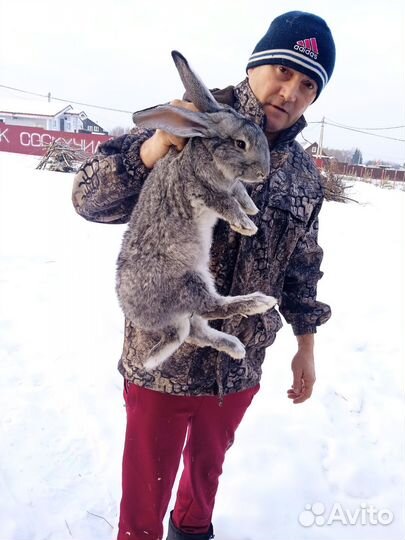 Кролики мясных пород