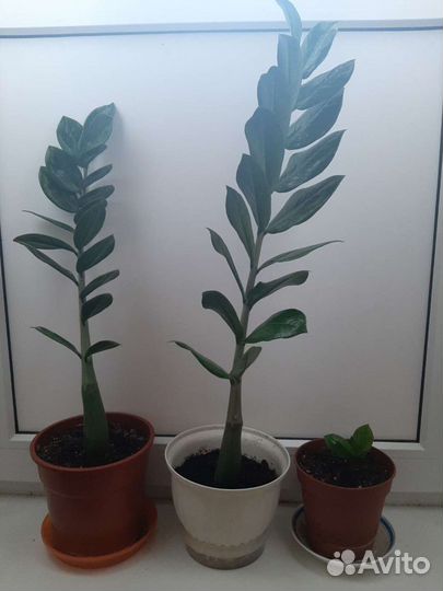 Замиокулькас долларовое дерево