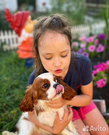 Кавалер шоу класса