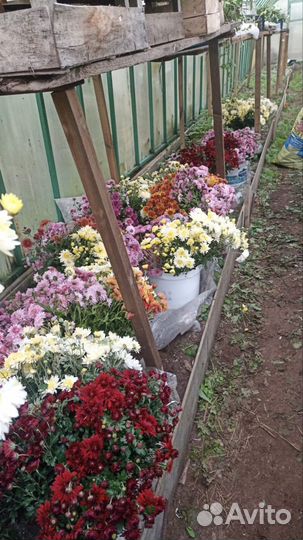 Продам хризантемы