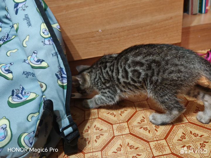 Бенгальский котенок девочка