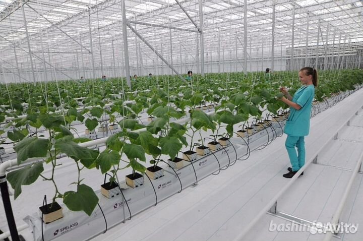 Разнорабочие в теплицы 1400-1800.Ежедневная оплата