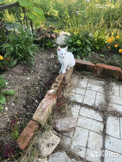 Котята в добрые руки бесплатно