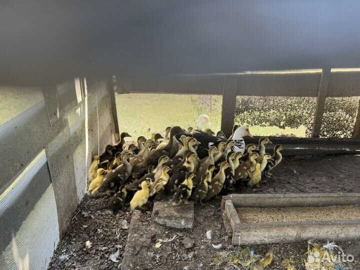 Индоутята подрощенные