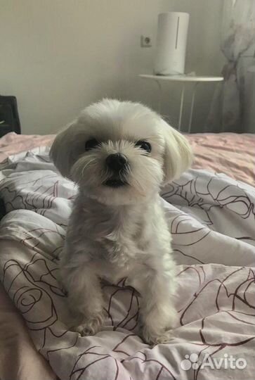 Не продажа Мальтийская болонка кобель для вязки