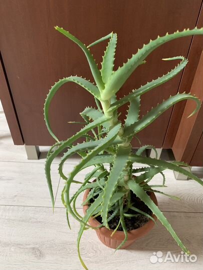 Алоэ столетник