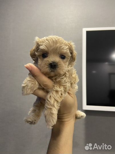 Мальтипу f1 micro девочка