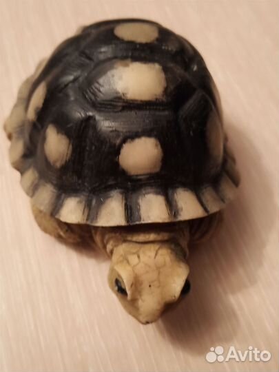 Черепаха сувенир. Шри-Ланка