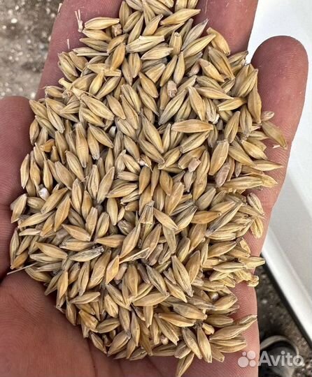 Пшеница яровая, Фуражная пшеница корма