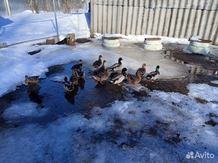 Подсодная утка