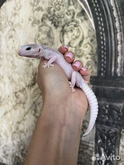 Геккон эублефар