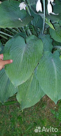 Многолетние садовые цветы