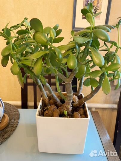 Денежное дерево